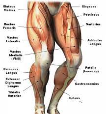 Introduction to functional anatomy of the hip flexors and anterior thigh muscles: Lower Extremity Muscle Anatomy