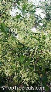 This tree is also known as the tree of sorrow. Cestrum Nocturnum Night Blooming Jasmine Queen Of The Night Night Jessamine Lady Of The Night Toptropicals Com