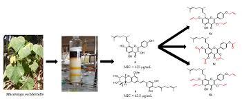 Image result for Macaranga schweinfurthii