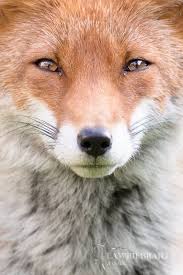 I Started Trying To Produce Close Up Headshots Of The Various Foxes That Make Up The Main Fox Family Alan Fox Pictures Animal Rescue Center Wild Animal Rescue