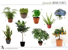 Favorite Indoor Plants 3a Design Studio Indoor Plants Low Light Common House Plants Office Plants Low Light
