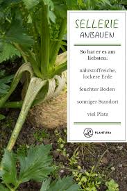 Sellerie Anbauen Wir Zeigen Euch Wie Ihr Sellerie Erfolgreich Im Eigenen Garten Anbaut Mehr Dazu Garten Anpflanzen Gemuse Anbauen Gartenarbeit Fur Anfanger