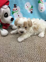 Malti poos require frequent human companionship. Maltipoo Puppies For Sale In Texas Craigslist