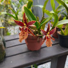 Image result for Orthochilus odontoglossus