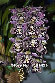 Hot Sale 100pcs 22 Colors Rare Cymbidium Orchid African Cymbidiums Seeds Orchid Flower Cymbidium Orchids Unusual Flowers