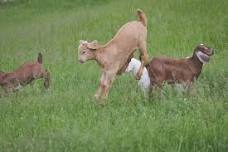 Just Kidding with Goats