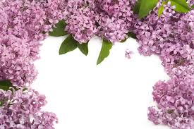 I have a collection of the best beach backgrounds for free download! Hd Purple Flowers 25946 Rural Scenery Landscape Scenery