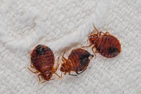 We service charleston and surrounding areas. Orlando Is Now One Of The Worst Us Cities For Bed Bugs Here Are The Others