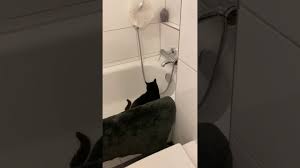 Warum trinkt meine katze aus dem wasserhahn von der badewanne? Katze Trinkt Aus Wasserhahn Youtube