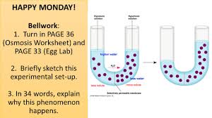 Happy Monday Bellwork 1 Turn In Page 36 Osmosis Worksheet And Page 33 Egg Lab 2 Briefly Sketch This Experimental Set Up 3 In 34 Words Explain Ppt Download