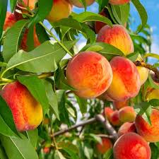 Image result for Prunus persica