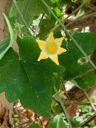 Image result for Coccinia adoensis