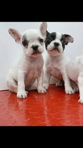 French Bulldog Yavrulari French Bulldog Yavrulari Kopek Kopekseverler Kopeksahiplendirme Kopekyavrusu Ev French Bulldog Cute French Bulldog Bulldog