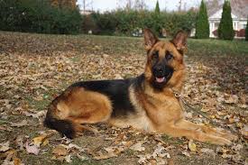 According to the fci, the breed's english language name is german shepherd dog. Average Lifespan Of A Female German Shepherd Female German Shepherd German Shepherd German Shepherd Facts