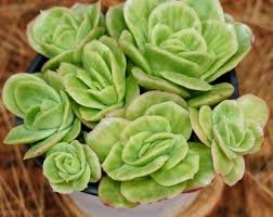 Image result for Lycopodiella sarcocaulon
