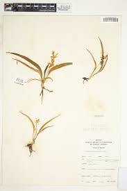 Image result for Chlorophytum subpetiolatum