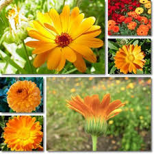 The Common Marigold Calendula Officinalis Also Known As Calendula Is One Of 13 Calendula Species Calendula Tea Calendula Calendula Flower