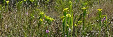 Maybe you would like to learn more about one of these? Wildflowers In Florida Florida Hikes