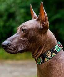 Cao De Pequeno Porte De Origem Mexicana Pin Em Racas