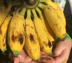 Check spelling or type a new query. 10 Jenis Pisang Indonesia Dan Cara Konsumsinya Popmama Com