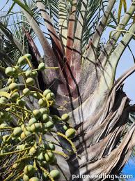 Image result for Dypsis decaryi