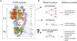 The overall reaction catalyzed by atp synthase is: The Role Of Mitochondrial Atp Synthase In Cancer