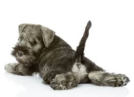 Dogs can develop smaller benign growths, polyps or adenomas, in the membrane at the end of the colon near the rectum. Protrusion Of The Rectum And Anus In Dogs Petmd