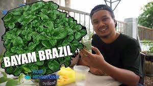 Apakah cara terbaik untuk tanam bayam brazil? Tanam Bayam Brazil Hidroponik Hobihidroponik Youtube