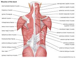 It consists of nerves that carry messages to and from the brain. Human Muscle System Functions Diagram Facts Britannica