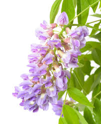 Wisteria frutescens 'amethyst falls' is an exception to the species, producing richly scented flowers in may and june. Blauregen Amethyst Falls Wisteria Sinensis Amethyst Falls Gunstig Online Kaufen