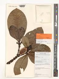 Image result for Gardenia imperialis