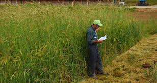 03 25 35 00 60. Aucune Parcelle Dediee Seulement Aux Legumineuses Mon Cultivar Elevage