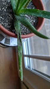 It looked healthy as of last weekend when my daughter used a piece of it. Aloe Leaf Has Discoloration Gardening Landscaping Stack Exchange