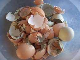 How To Feed Eggshells To Chickens The Prairie Homestead