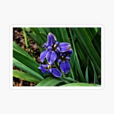 Blooms are fragile and appear almost like a flattened iris blossom. African Iris 4 Florida Poster By Jtrommer Redbubble