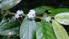 Image result for Lasianthus