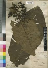 Image result for Oxyanthus