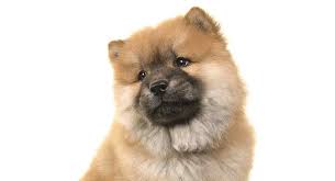 How old is a cavapoo dog in durban? Miniature Chow Chow Everything You Need To Know About This Fluffy Pup