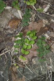 Image result for Adiantum soboliferum