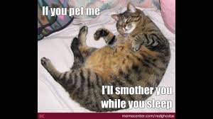 We did not find results for: Fat Cat Memes Try Not To Laugh Youtube
