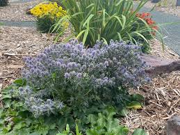 Image result for Eryngium `Blue Hobbit`