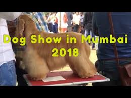 Dog Show In Mumbai 2018 Youtube Take for example the stray dog that was beaten mercilessly by the railway data from the bai sakerbai dinshaw petit hospital in parel shows, in fact, that every year, more and more citizens choose to rescue ailing or abandoned animals. dog show in mumbai 2018 youtube