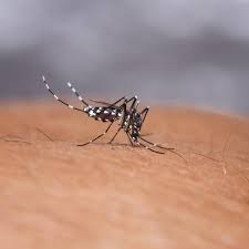 The vaccine for dengue fever isn't completely reliable and is not yet recommended for travelers. How Kenya Can Manage Its Increasing Dengue Fever Cases