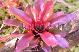 Check spelling or type a new query. 4 Tips Cara Mudah Dan Tepat Merawat Bromelia Tukang Taman Surabaya Jasa Taman Surabaya