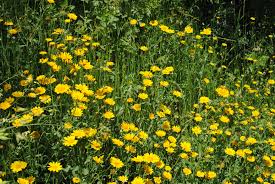 May Wildflowers In The Olive Grove Wild Flowers Annual Plants Spring Wildflowers