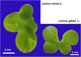 Image result for Lemna