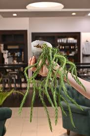 Image result for Huperzia bampsiana