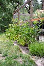 Tall with a similar spread, it's a great choice for planting in groups as a flowering hedge or privacy screen. Creating A Lilac Hedge A Tip For Using Landscape Fabric The Grit And Polish