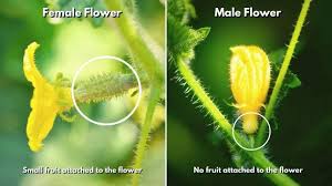 Image result for male flowers cucumber