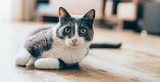 ‪Is My Cat Healthy?‬‏